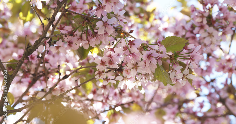 beautiful sakura cherry tree blossom