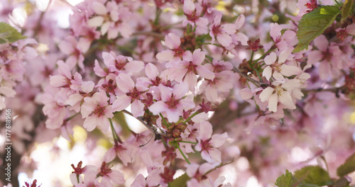beautiful sakura cherry tree blossom