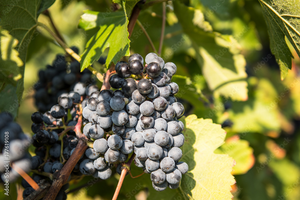 Red grapes in a vineyard on a sunny day. Red grapes in a vineyard on a sunny day.