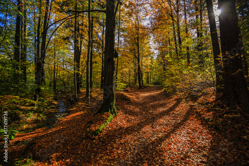 Fototapeta Naklejka Na Ścianę i Meble -  Golden shine autumn panorama scene in the forest, the morning sun shining through the trees, blue sky in background. Beskidy Mountains, Poland.
