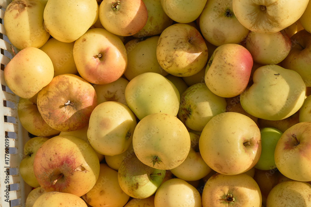 box with apples and apple tree garden box with apples and apple tree garden