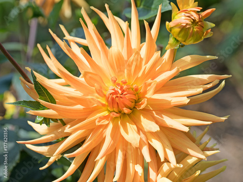 Fototapeta Naklejka Na Ścianę i Meble -  Dahlien, Dahlias