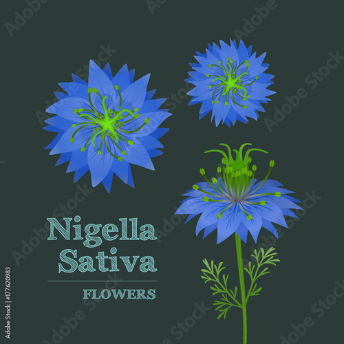 Black cumin or Nigella Sativa. Blue flowers. Vector design elements