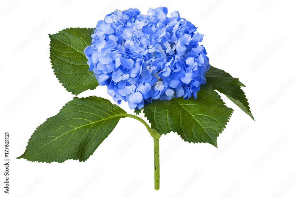 Obraz premium Ładna niebieska hortensja