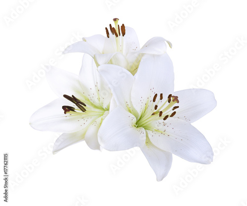 Lily white flowers