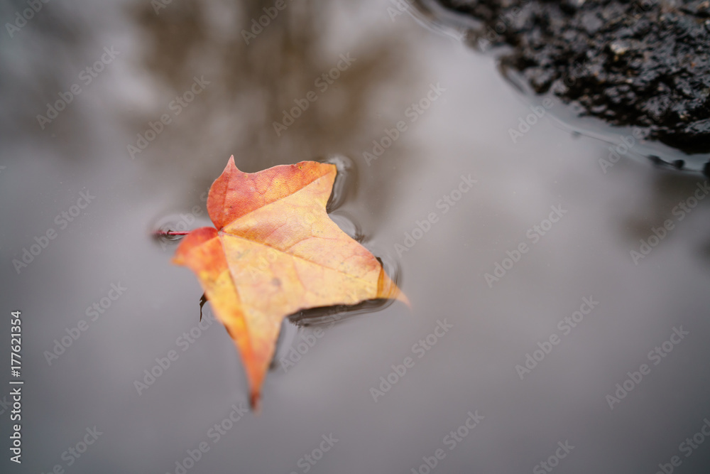 fallen autumn maple leaf in puddle on the road fallen autumn maple leaf in puddle on the road