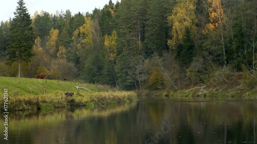 Wallpaper Mural Fisherman fishing at golden autumn by the river with cows at background Torontodigital.ca