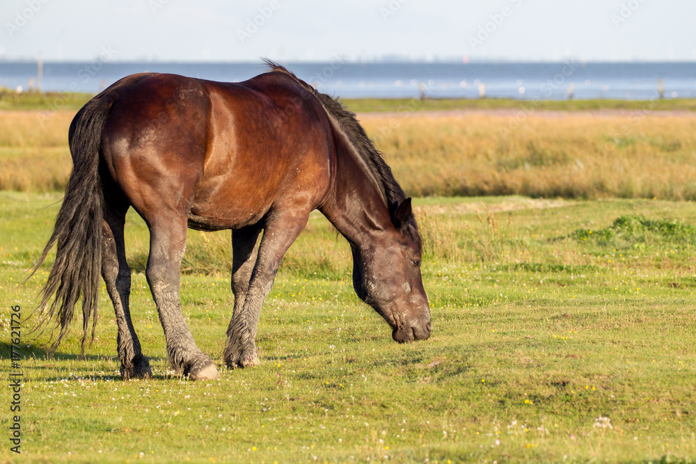 Pferd auf Juist Pferd auf Juist