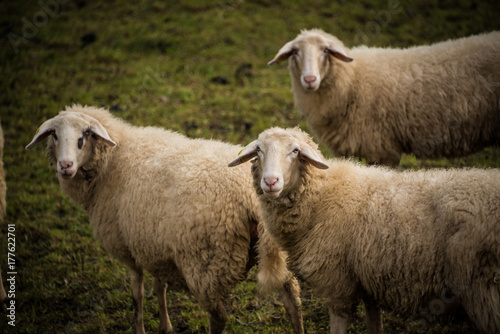 Sheep in Slovenian Countryside