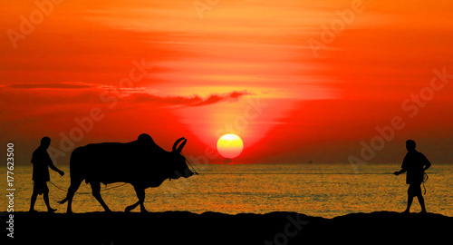 silhouette man with a cow walks on the beach © rathchapon