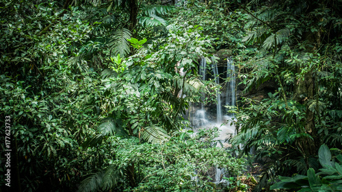 Atlantic Forest