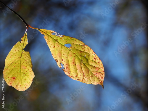 aging sunlit leaves during fall foliage