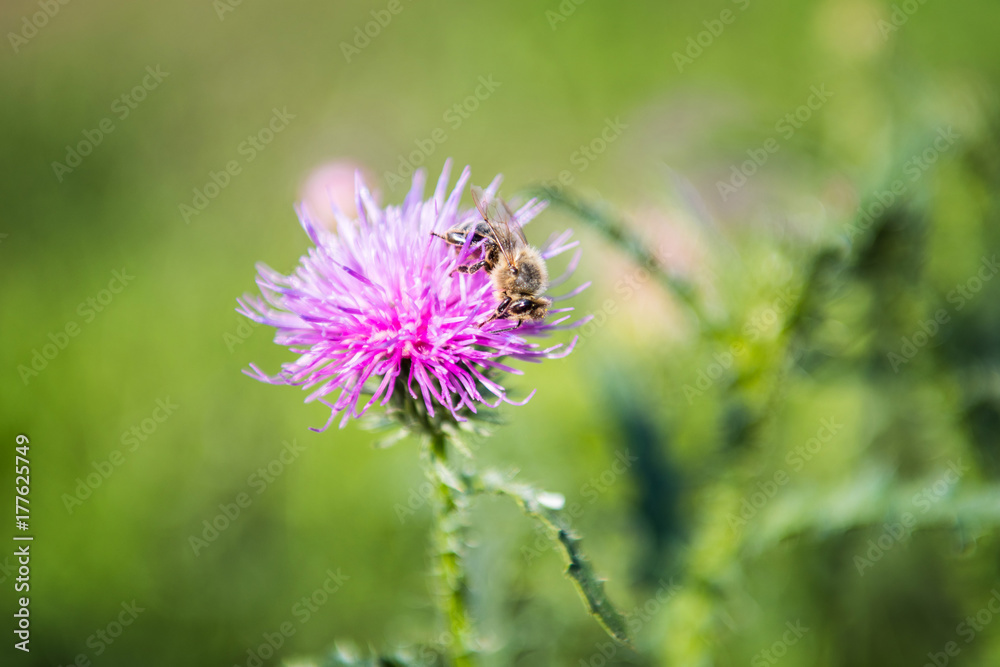 Purple flower with honeybee on a meadow at sunny day. Purple flower with honeybee on a meadow at sunny day.