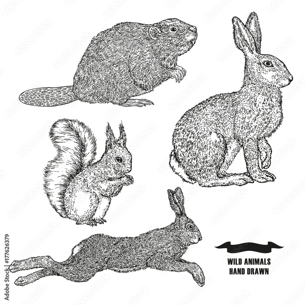 Obraz premium Forest animal hare, rabbit, beaver and squirrel. Hand drawn black ink sketch on white background. Vector illustration engraving style.