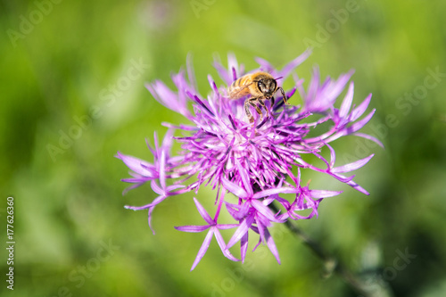 Purple flower with honeybee on a meadow at sunny day.