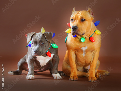pitbull daddy and puppy with chrsitmas lights