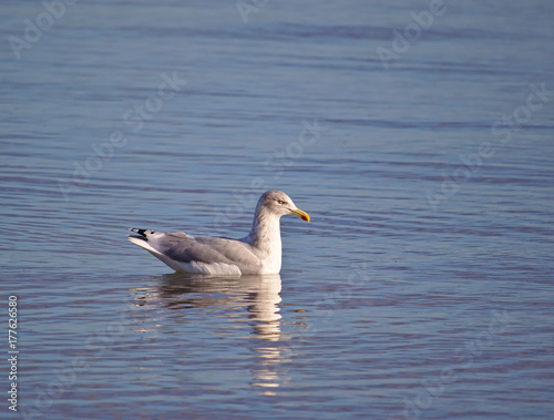 Herring gull floating on the water surface in calm weather