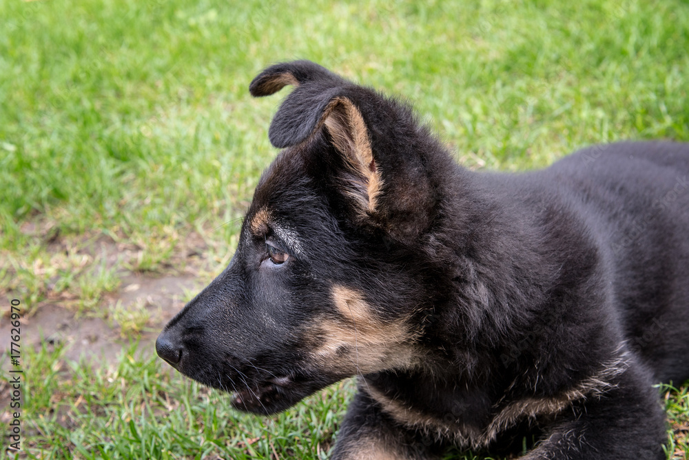 The face of small puppy of german shepherd.