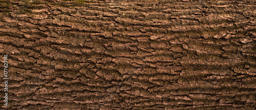 Embossed texture of the bark of oak. Panoramic photo of the oak texture.