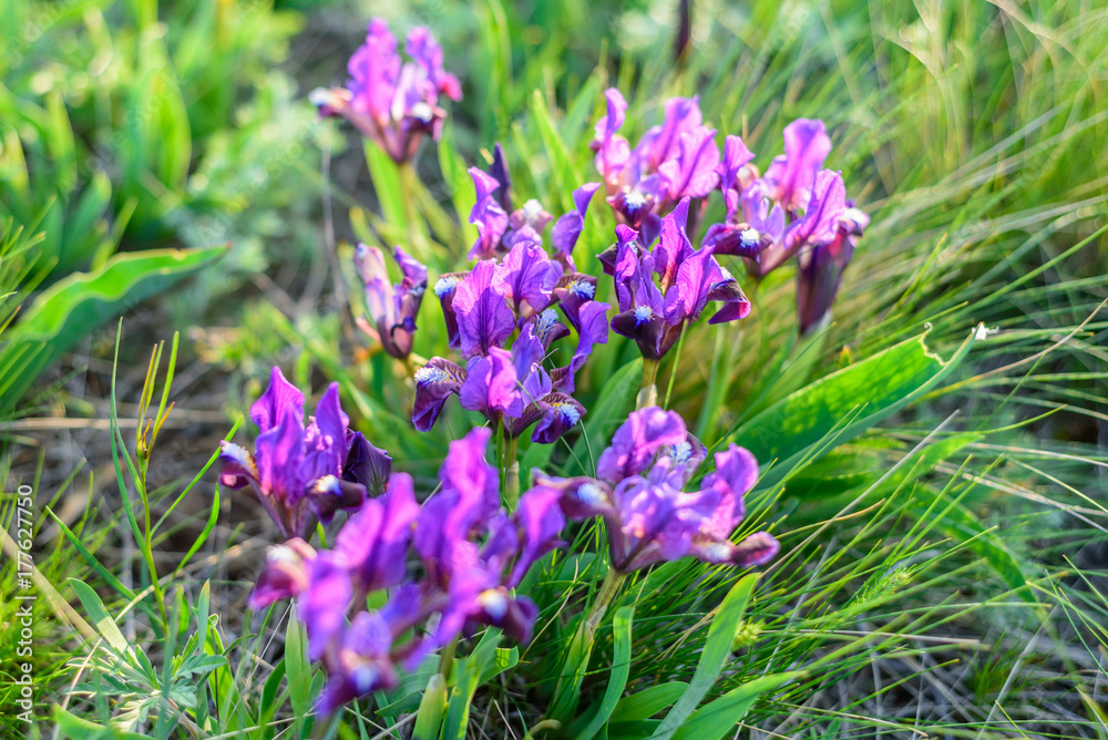 Wild purple irises Wild purple irises
