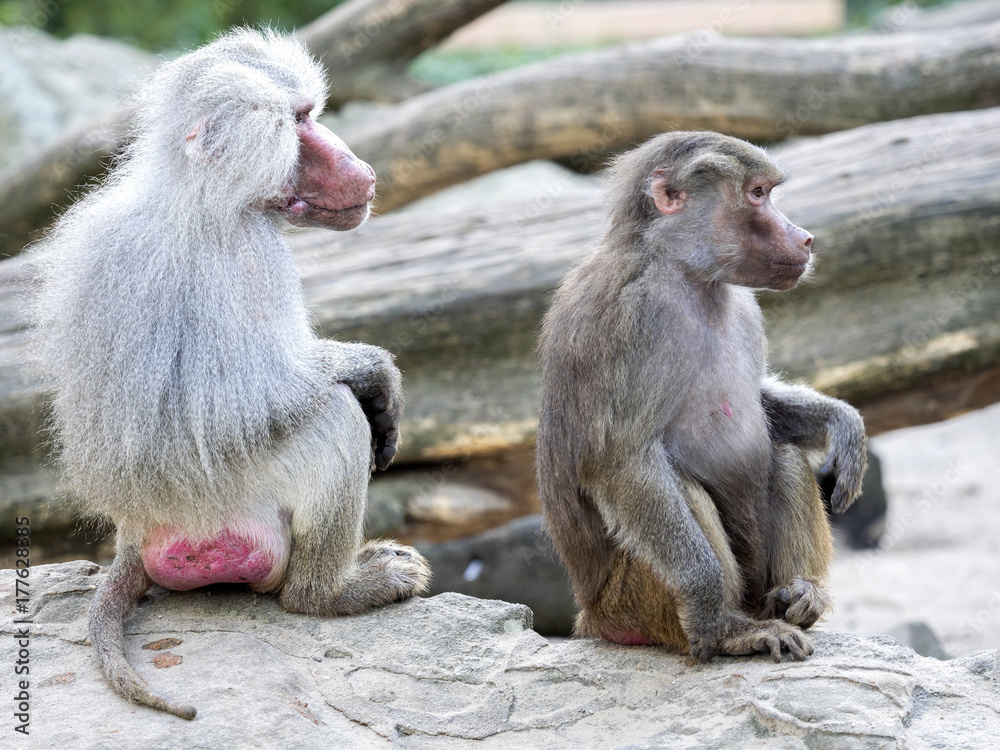 a large male with the female Hamadryas baboon, Papio hamadryas a large male with the female Hamadryas baboon, Papio hamadryas