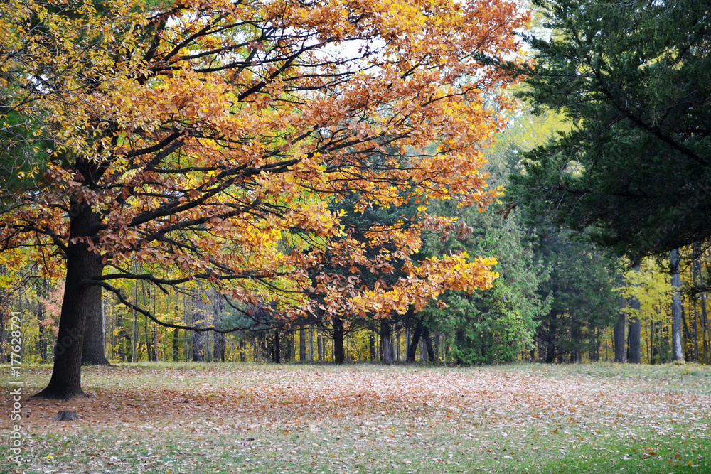 Fototapeta premium big autumn tree in the park