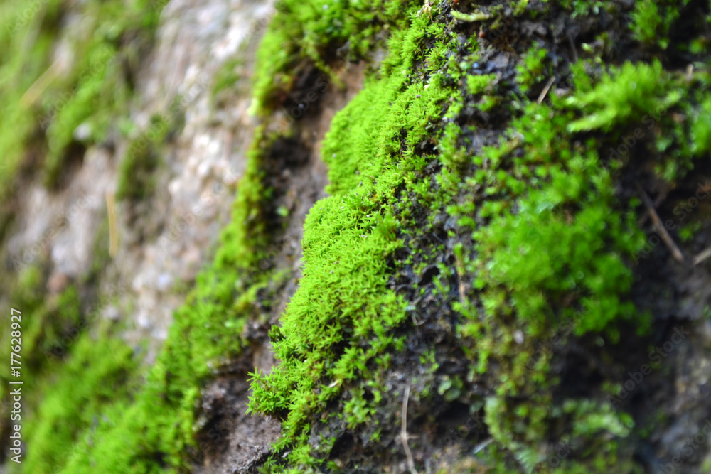 moss on a vertical rock moss on a vertical rock