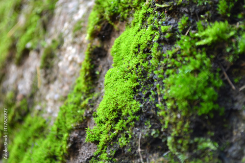 moss on a vertical rock