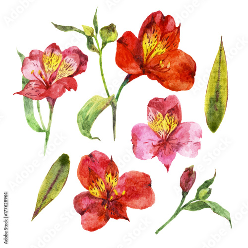 Set of watercolors with tropical flowers  orchids