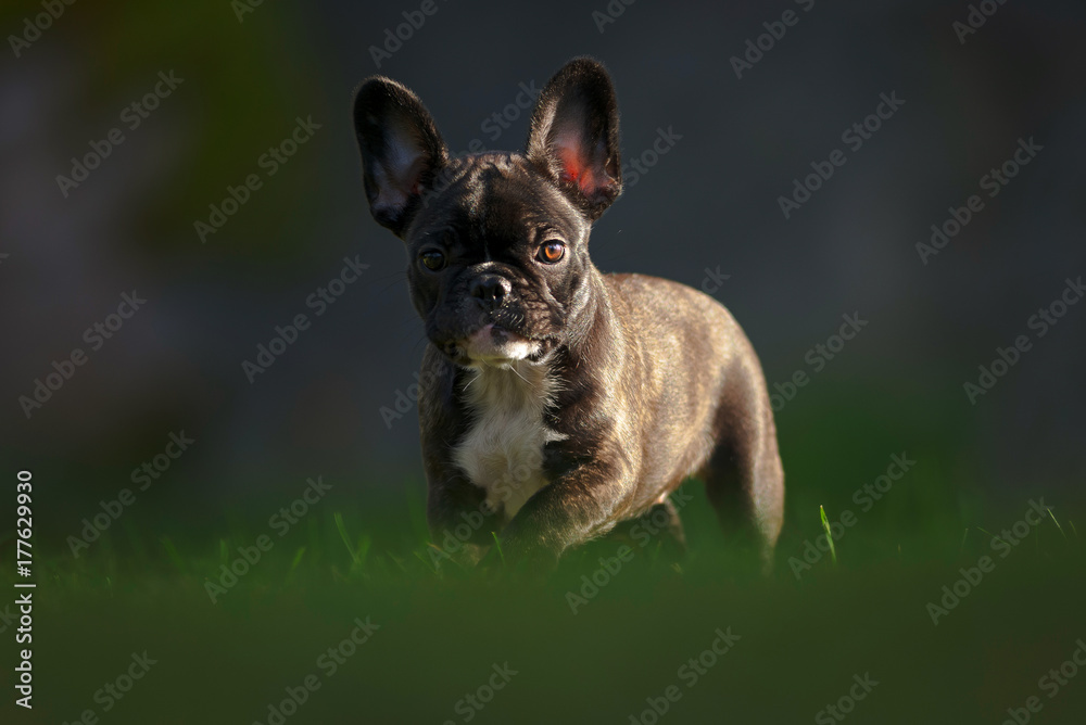 Happy purebred french bulldog puppy looking on a sunlit grass field during autumn
