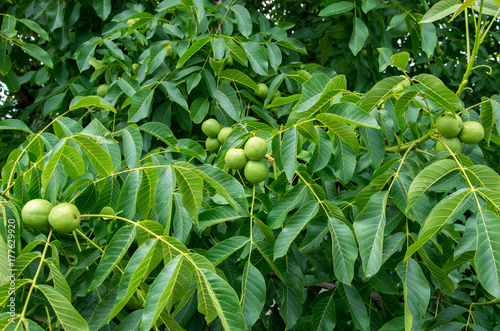 Fresh walnuts hanging on a tree