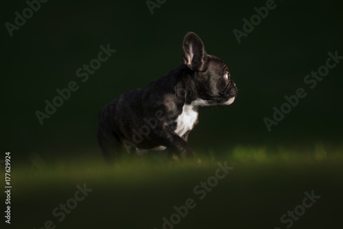 Happy purebred french bulld...