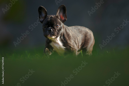 Happy purebred french bulld...
