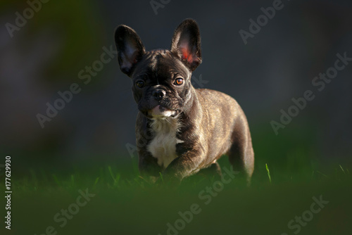 Happy purebred french bulld...