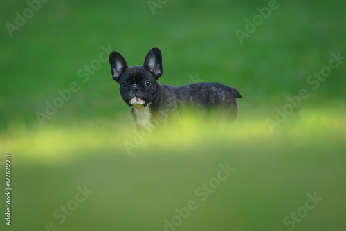 Happy purebred french bulldog puppy waiting on a sunlit grass field during autumn
