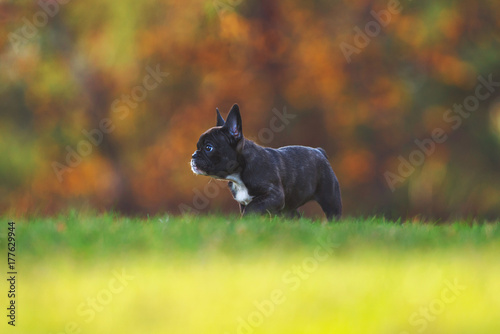 PurebrAutumn french bulldog...