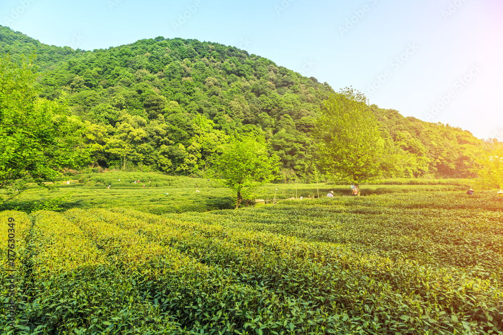 Obraz premium Longjing tea garden, Hangzhou, West Lake