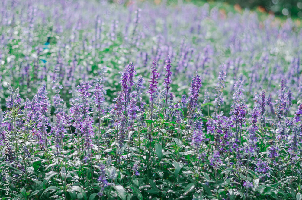 Obraz premium Blue Salvia, small blue flowers growing On Field