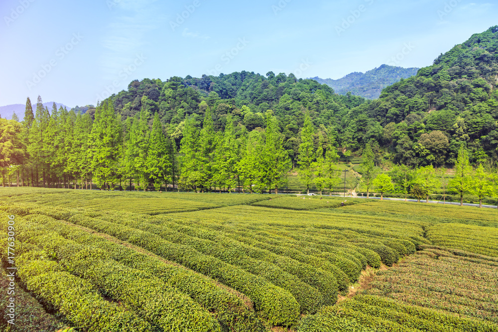 Longjing tea garden, Hangzhou, West Lake