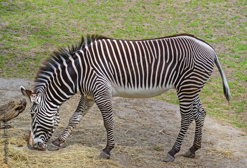 Zebra is eating on the meadow in summer