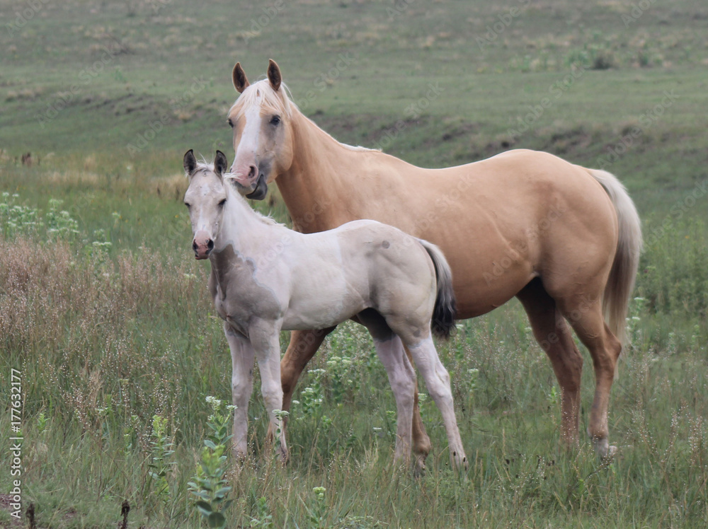 horses