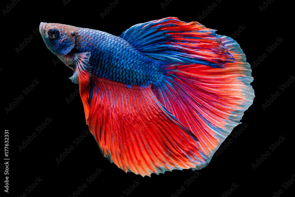 fighting fish,betta fish isolated on black background. fighting fish,betta fish isolated on black background.