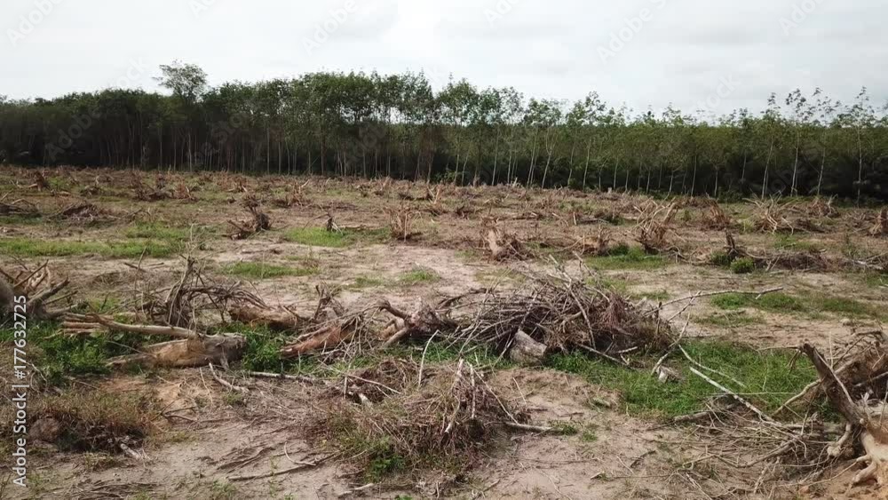 Deforestation. Logging. Environmental destruction of rainforest Deforestation. Logging. Environmental destruction of rainforest