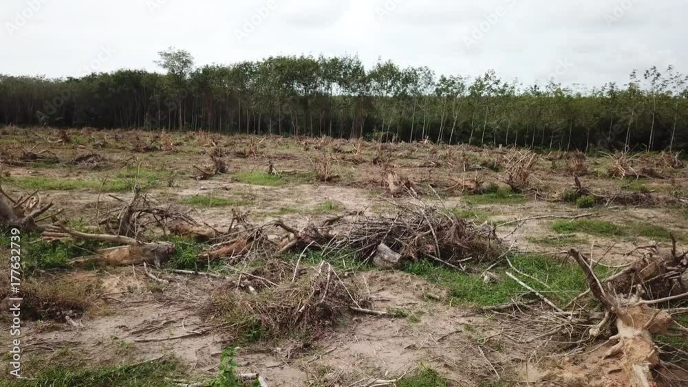 Deforestation. Logging. Environmental destruction of rainforest Deforestation. Logging. Environmental destruction of rainforest