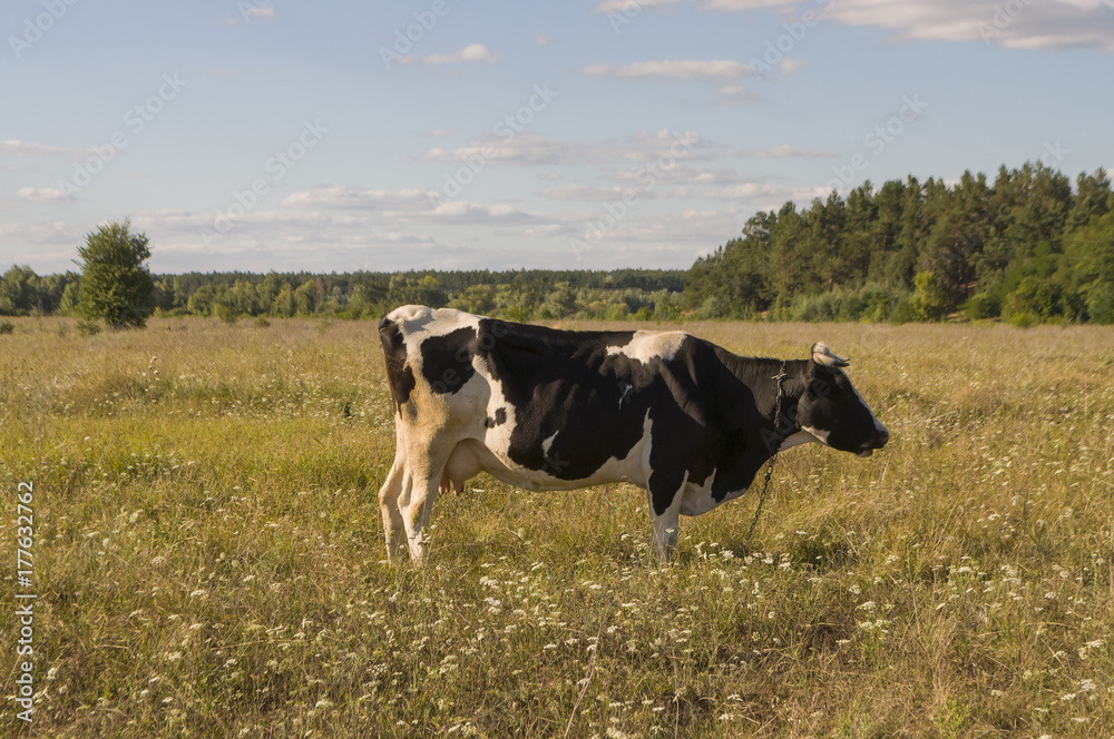 The cow is pasturing in the meadow of gold color. Early autumn