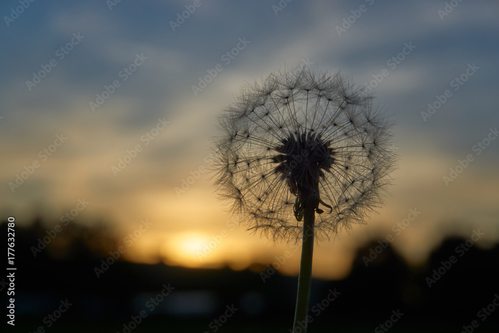 Obraz premium dandelion