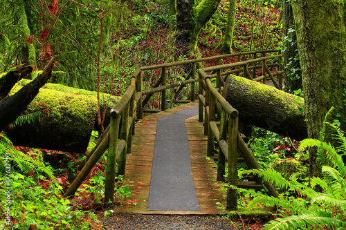 a picture of an Pacific Northwest forest trail