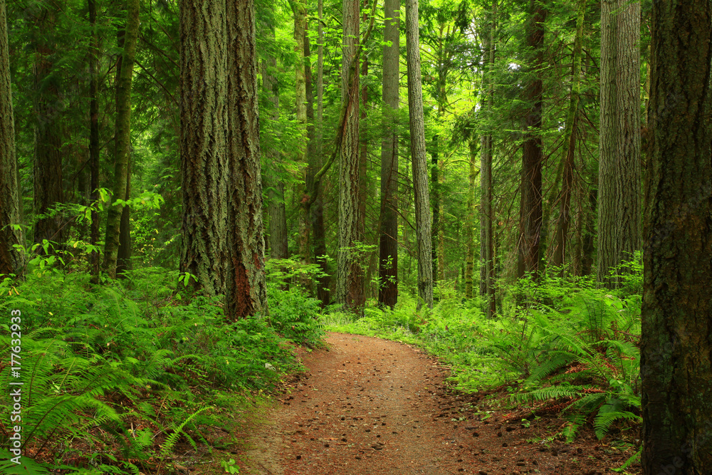 a picture of an Pacific Northwest forest trail a picture of an Pacific Northwest forest trail