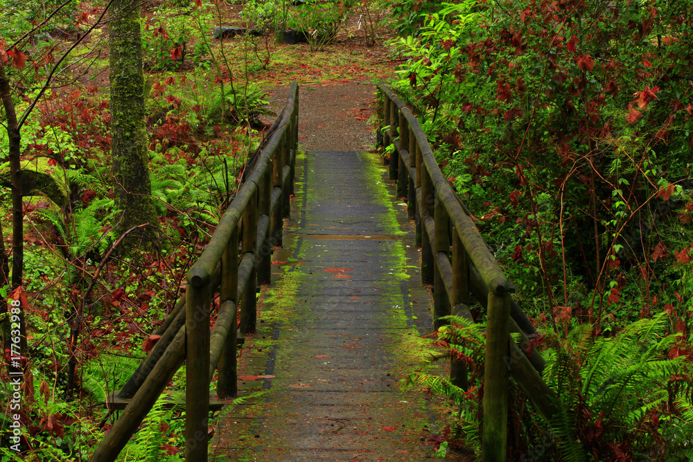 Fototapeta premium a picture of an Pacific Northwest forest trail