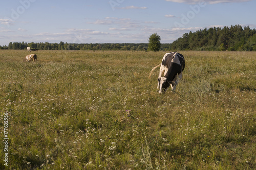 The cow is pasturing in the meadow of gold color. Early autumn